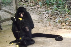 Two rescued spider monkeys (<i>Ateles chamek</i>) on Serere Reserve's "Gringo Island."