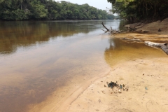 The bank of the Lomami River at Katopa Camp with swallowtails and other butterflies on the sand.