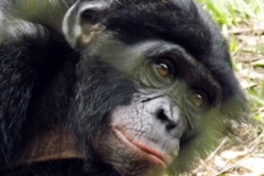 Bonobo (<i>Pan paniscus</i>) at Lola Ya Bonobo Sanctuary.
