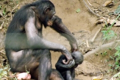Bonobo (<i>Pan paniscus</i>) mother and infant at Lola Ya Bonobo Sanctuary.