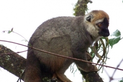 The red-fronted brown lemur (<i>Eulemur fulvus rufus</i>). Taken from the balcony of Centre ValBio Research station, Ranomafana, Madagascar.