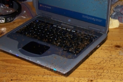 Friend's computer, covered in some swarming insect at Centre ValBio in Ranomafana, Madagascar.