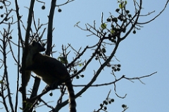 Ring-tailed lemur (<i>Lemur catta</i>) in Anja Community Reserve.