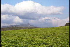 The tea plantation of Sahambavy, Madagascar. Twenty-three kilometers outside of Fianarantsoa, the tea plantation covers 520 hectares.
