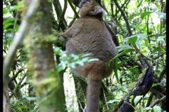 The greater bamboo lemur (<i>Prolemur simus</i>).