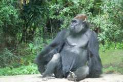 The silverback western lowland gorilla (<i>Gorilla gorilla gorilla</i>) at the Bronx Zoo.