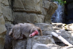 A Japanese macaque or snow monkey (<i>Macaca fuscata</i>) in the Central Park Zoo.