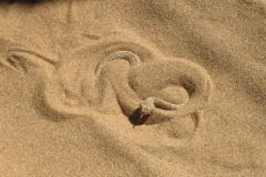 In the Namib Desert outside Swakopmund, we almost hit this snake, which I think is Peringuey's adder (<i>Bitis peringueyi</i>).