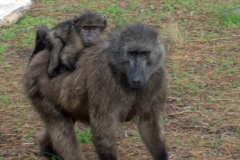 A Cape Chacma baboon (<i>Papio ursinus</i>) mother and infant in Tokai Forest.