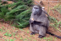 A Cape Chacma baboon (<i>Papio ursinus</i>) eating pine cones in Tokai Forest.