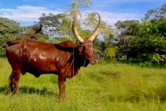 Ankole cattle on the Ssese Islands, Uganda