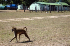 A Kinda baboon (<i>Papio kindae</i>) walks in front of a building at Chunga Camp in Kafue National Park, Zambia.