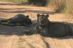 Two lions block our road near Chunga Camp in Kafue National Park, Zambia.