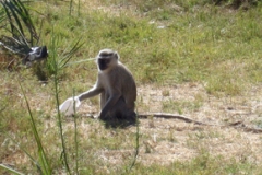 A vervet in Ngoma, Zambia, where they often stole food and broke into houses.
