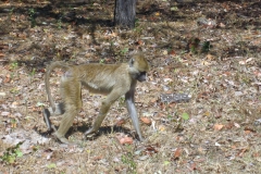 A Kinda baboon (<i>Papio kindae</i>) at Chunga Camp in Kafue National Park, Zambia.